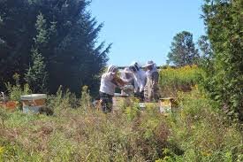 Relocating a swarm of bees