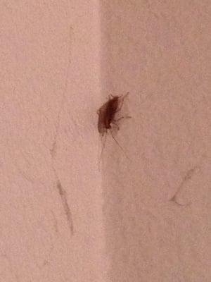 These apartments have a cockroach problem & have not resolved it !