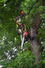 Scottsdale & Phoenix Tree Trimming, Tree Pruning, Palm Tree Removal, Stump Removal & Landscaping