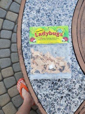 I received this Free sack of Ladybugs from English Gardens to release in my flower beds to control aphids and other bugs.   6/18/2022