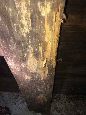 Termite damage