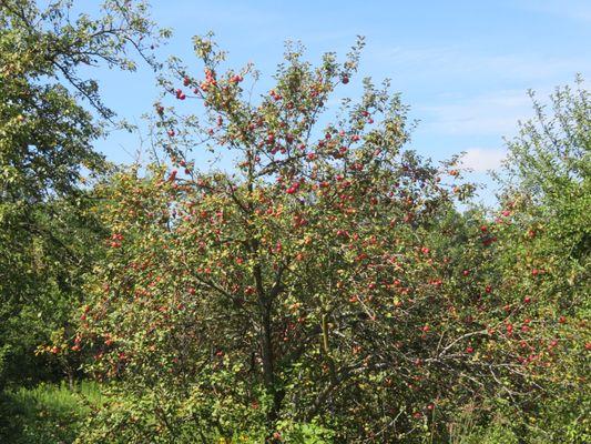 Apple trees everywhere