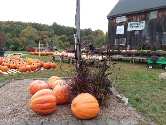 Check out those large pumpkins!