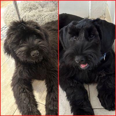 Giant Schnauzer puppy before and after grooming