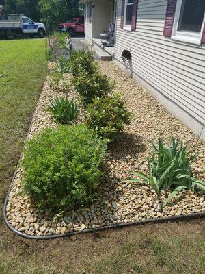 My new rhodies with irises and peonies dug up and replanted around them with those beautiful river stones.