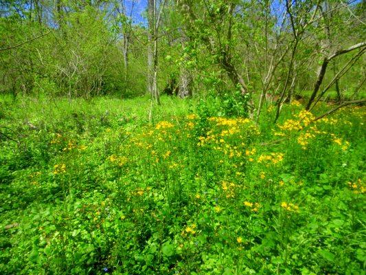 Wildflowers abound in the springtime