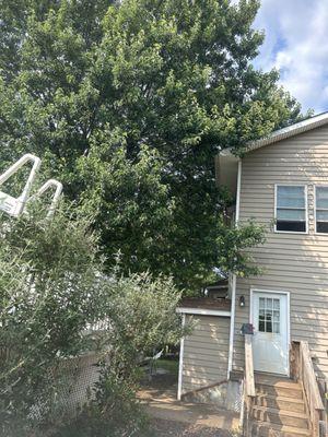 Tree hanging over roof and scraping the shingles.