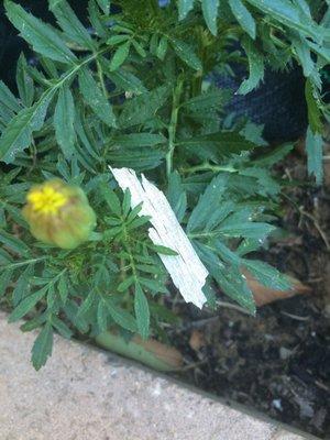 I still find paint pieces in our yard - this one I set on a marigold for scale. The other pieces are in the dirt.