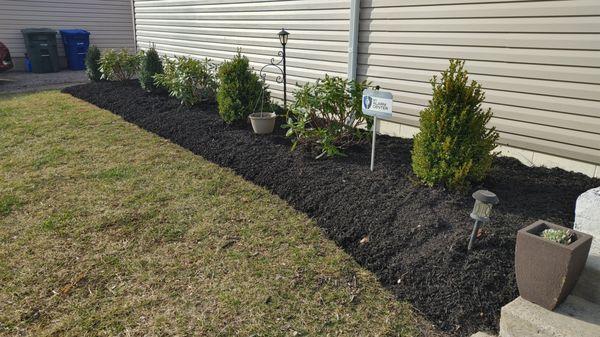 2" Premium Black Mulch Install with Boxwoods & Rhododendrons