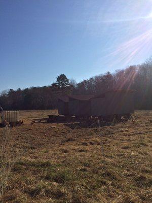 Pastured laying hens.