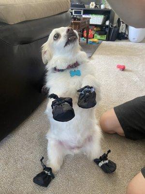 dog with summer booties