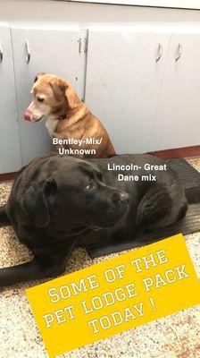 Bentley and Lincoln waiting patiently for their turn in the bath tub. Such good boys.