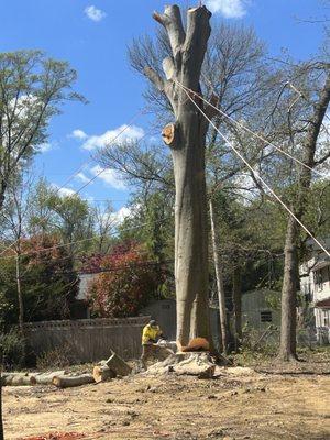 Beech Tree removal had large cavity with incurable insect diseases causing tree to slowly decay.