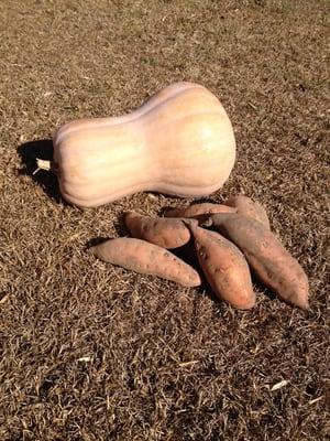 Butternut squash and yams.