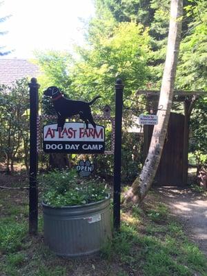 At Last Farm Dog Day Camp