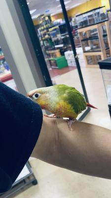 Pineapple conure baby in the bird and parrots housing located in the back corner of the store.