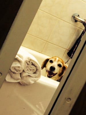 Snapped this shot while waiting on the Vet. Looks like someone's pooch is all smiles on bath day. Atta boy, soldier!