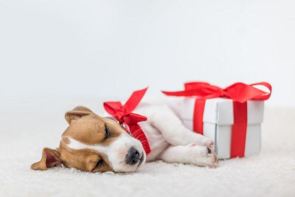 Preparing Your Dog for Holiday Visitors