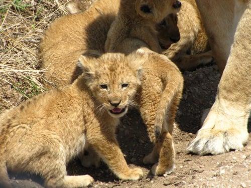 Serengeti National Park, Tanzania. Photo taken by Daniella Orihuela-Gruber of Escapes Unlimited