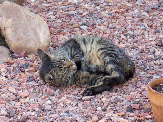 Gravel!  Great as a backscratcher!