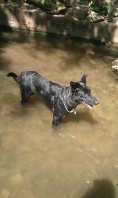 Dogs like Jet here love cooling off in the hot weather on Merry Pets hikes.