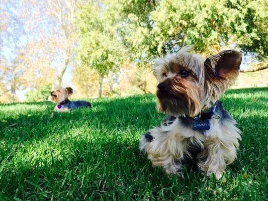 So happy with their new haircut