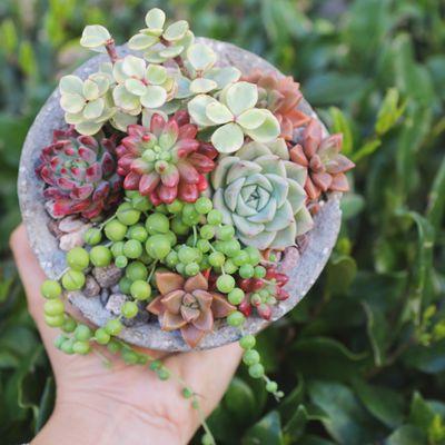 Growing over 300 types of succulents.