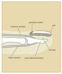 Finger and nail injury