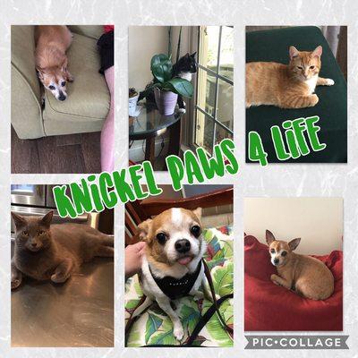 Knickel Paw Pet Sitter