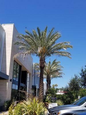 So Cal palm trees.