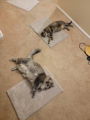 This is two cats sampling two of our best carpet samples. As you can see, they just can't get enough.