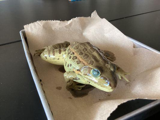 Frog from science (we cut it open)