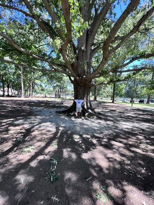 The largest oak tree I ever seen in this park!