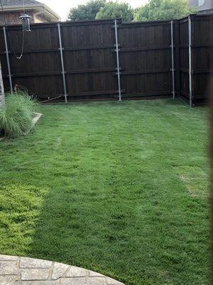 New backyard emerald zoysia sod.