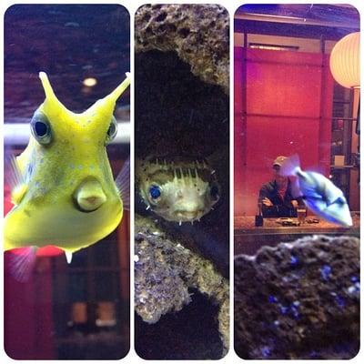 Longhorn cowfish/ Porcupine pufferfish/ Huma huma triggerfish