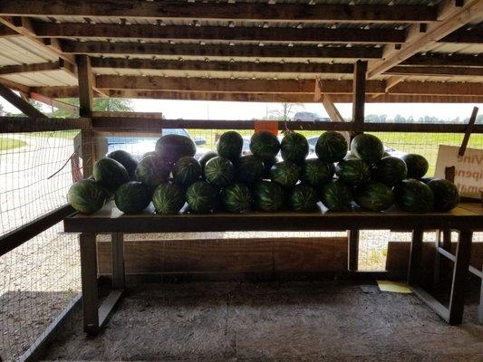 Organic Watermelons. 61 Produce Robinsonville MS