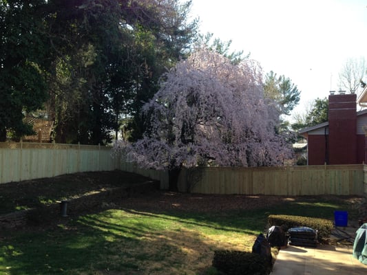 Back yard fence installation with Lattice Style