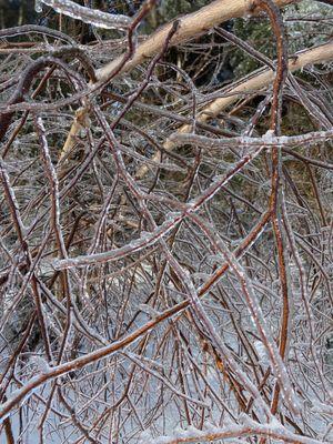 Ice storm on grounds landscaping