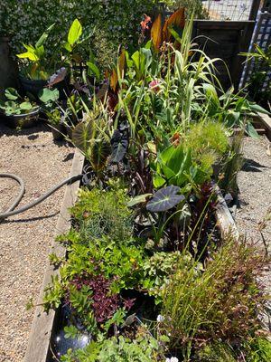 Pond plants