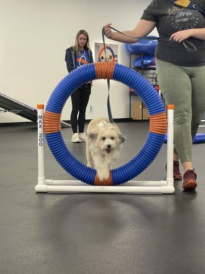 Zoom Room Dog Training