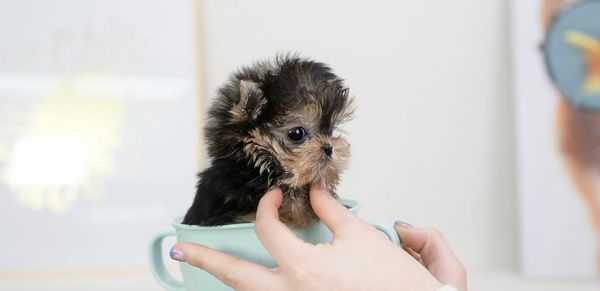 Big personality, tiny package! Teacup Yorkie puppy looking for a forever home to love and cherish."