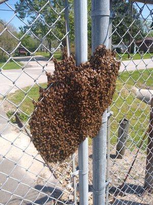 The swarm was over in Pasadena. I also had to remove a colony of bees underneath a shipping container about 50 yards away.