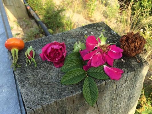 The life cycle of a rose hip. Several bushes await your arrival.