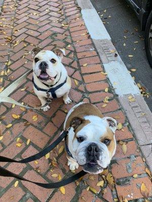 Kingston and violet soaking up the sun