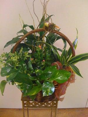 Plant Arrangement