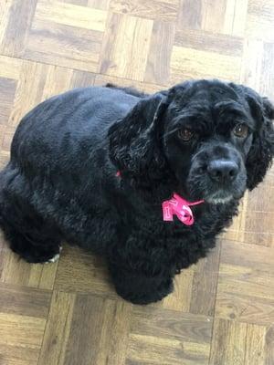 Betty Boop after her haircut and shampoo at Doggie Doolittle.