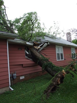 Tree Strike