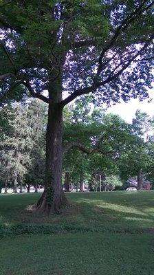 large trees