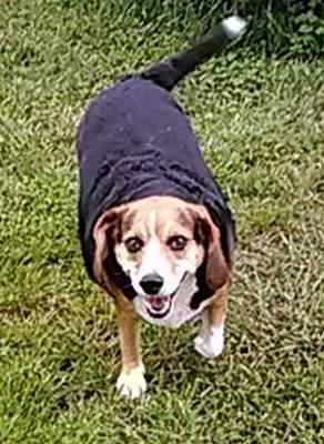 My dog Maisy walking in the yard.