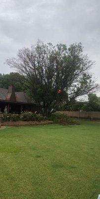 Jacaranda tree removal